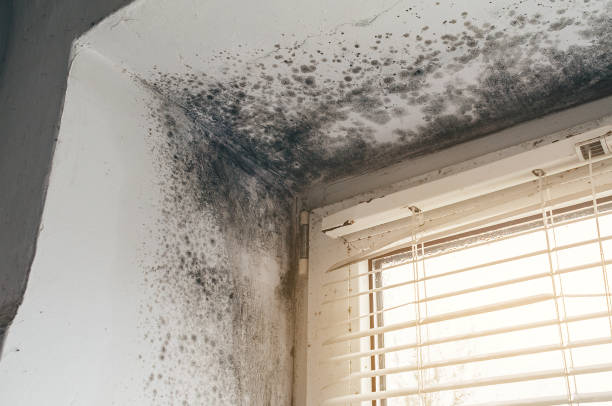 Affordable Basement Mold Removal solutions in Newport, WA