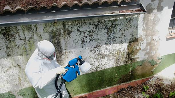 Trusted Mold Removal service in Newport, WA - Cheap Mold Removal